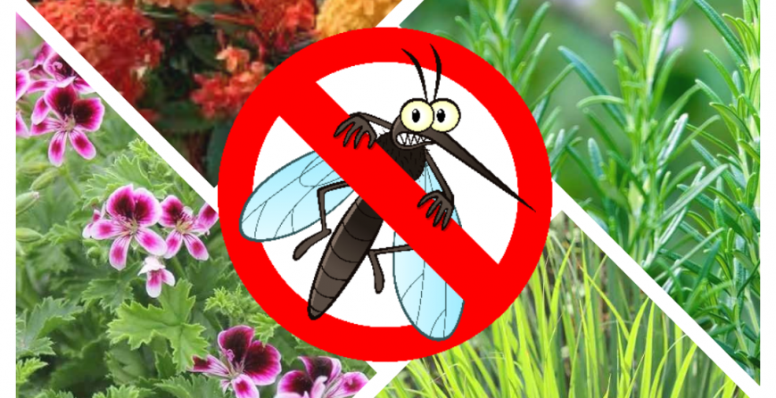 6 plantes anti-moustiques
